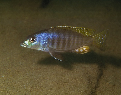 Sciaenochromis psammophilus 'Mazinzi Reef'